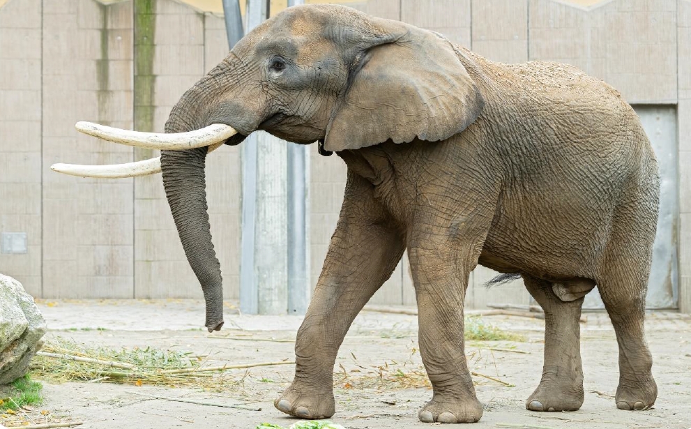 Foto: Zoo Bojnice má veľkú novinku. K sloniciam Maji a Guli pribudol nový slon - samec Tembo
