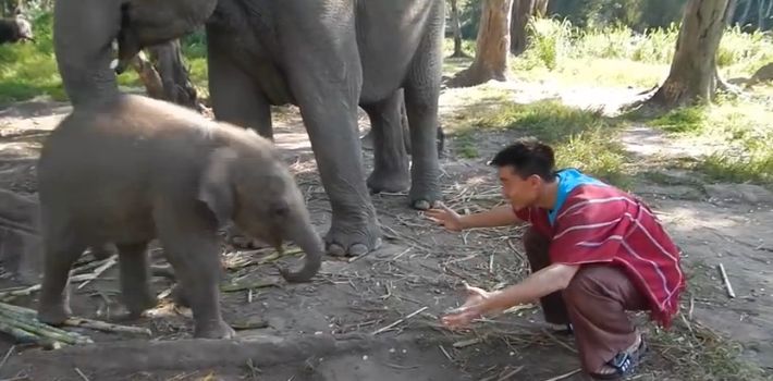 Video: Sloník sa rád mazná
