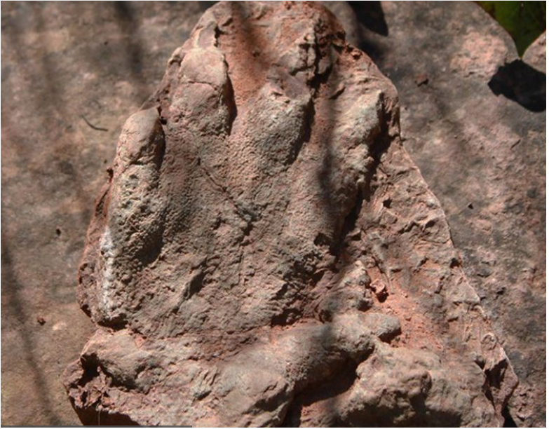 Stovky dinosaurích stôp objavili vedci v Poľsku