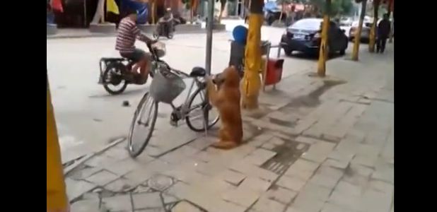 Video: Najlepši strážca bicykla na svete