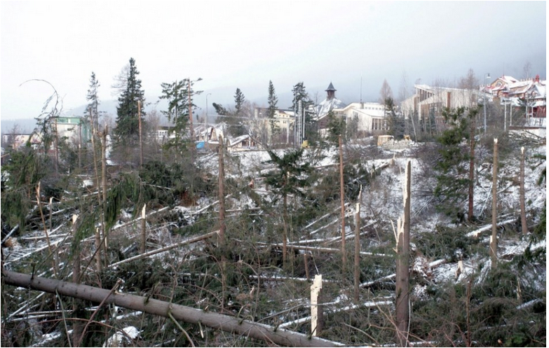 Tatranská víchrica v roku 2004 patrila v Európe k najväčším kalamitám