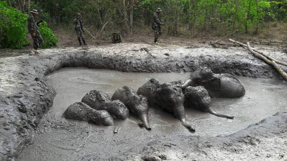 Šesť sloních mláďat uviazlo v jame plnej bahna.