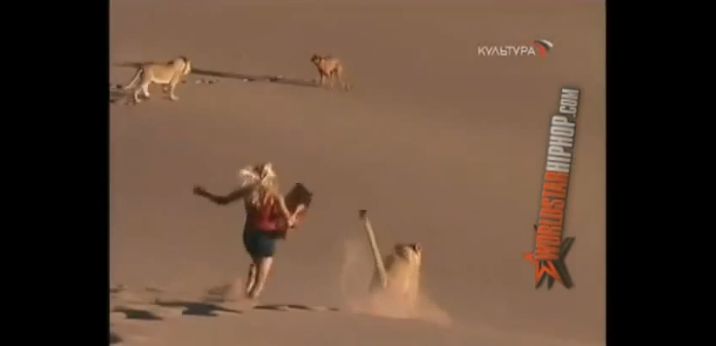 Video: Žena na prechádzke s tigrami a gepardami