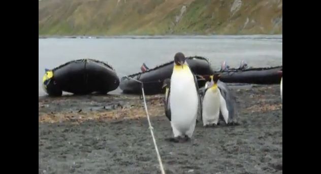 Video: Ako sa tučniaci vysporiadajú s natiahnutým lanom