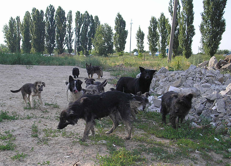 Žena kŕmila túlavé psy, čo urobili po jej smrti, vás dostane