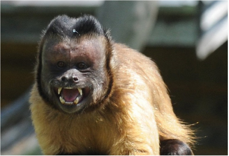 Japonsko tyranizujú útočné opice; úradom sa jednu podarilo zneškodniť