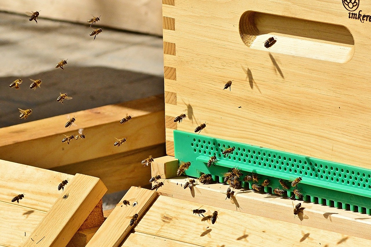 Včela medonosná sa dostala do vládneho programu, prioritou bude jej ochrana