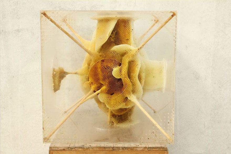 Spolupracujem so včelami na vytváraní krásnych umeleckých diel z včelieho vosku