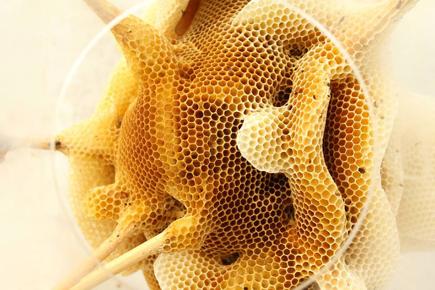 Spolupracujem so včelami na vytváraní krásnych umeleckých diel z včelieho vosku