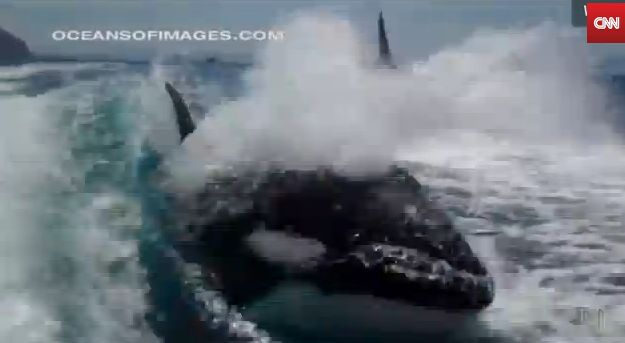Video: Keď vás na motorovom člne naháňajú kosatky