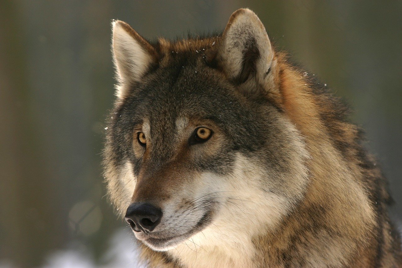 Na Slovensku máme 300 až 600 vlkov. Ochranári chcú zákaz ich lovu, argumentom je aj mor ošípaných