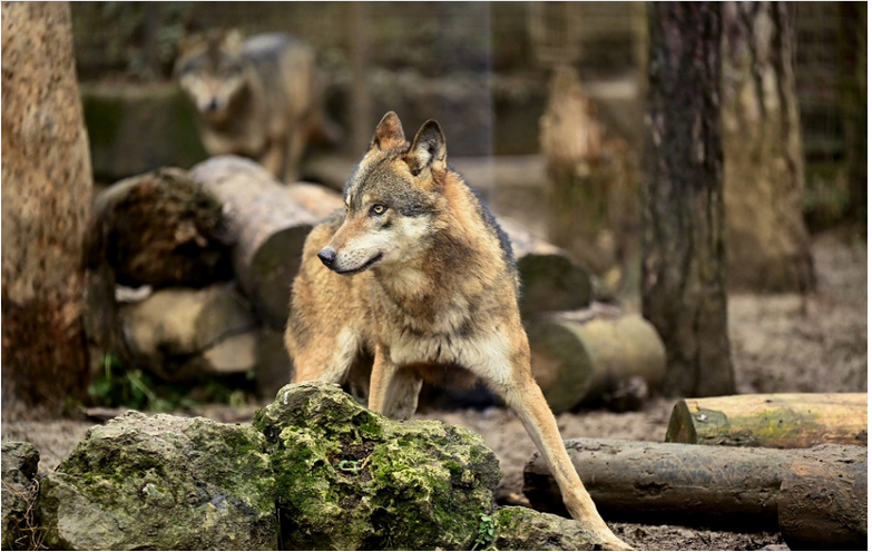 ŠOP: Celoplošné kvóty na odstrel vlka neprinesú želaný efekt