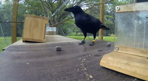 Video: Pozrite si ako vrana zvládne 8 zložitých úloh aby sa dostala k jedlu