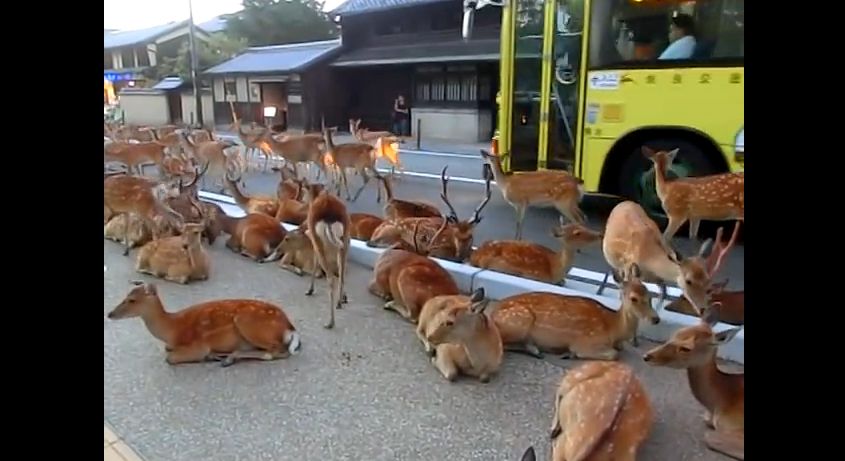 Video: Netradičné safari - plné mesto jeleňov a srniek