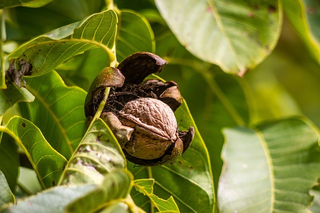 Listy vlašských orechov sú liečivým zázrakom prírody – môžete liečiť až 15 vážnych chorôb!