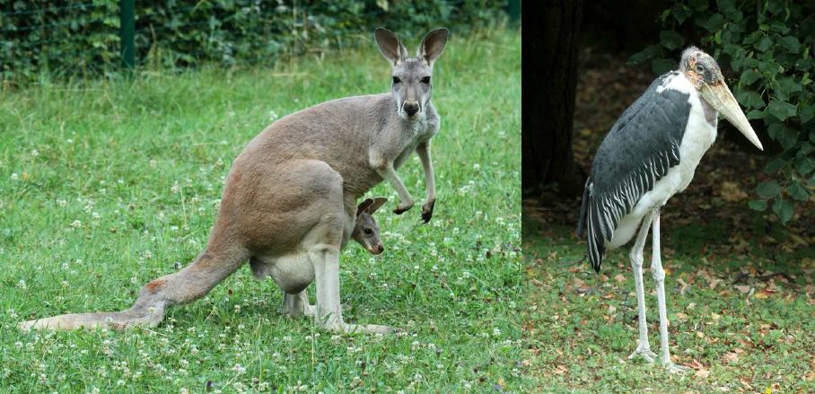 V bojnickej zoo sa tešia z nových prírastkov