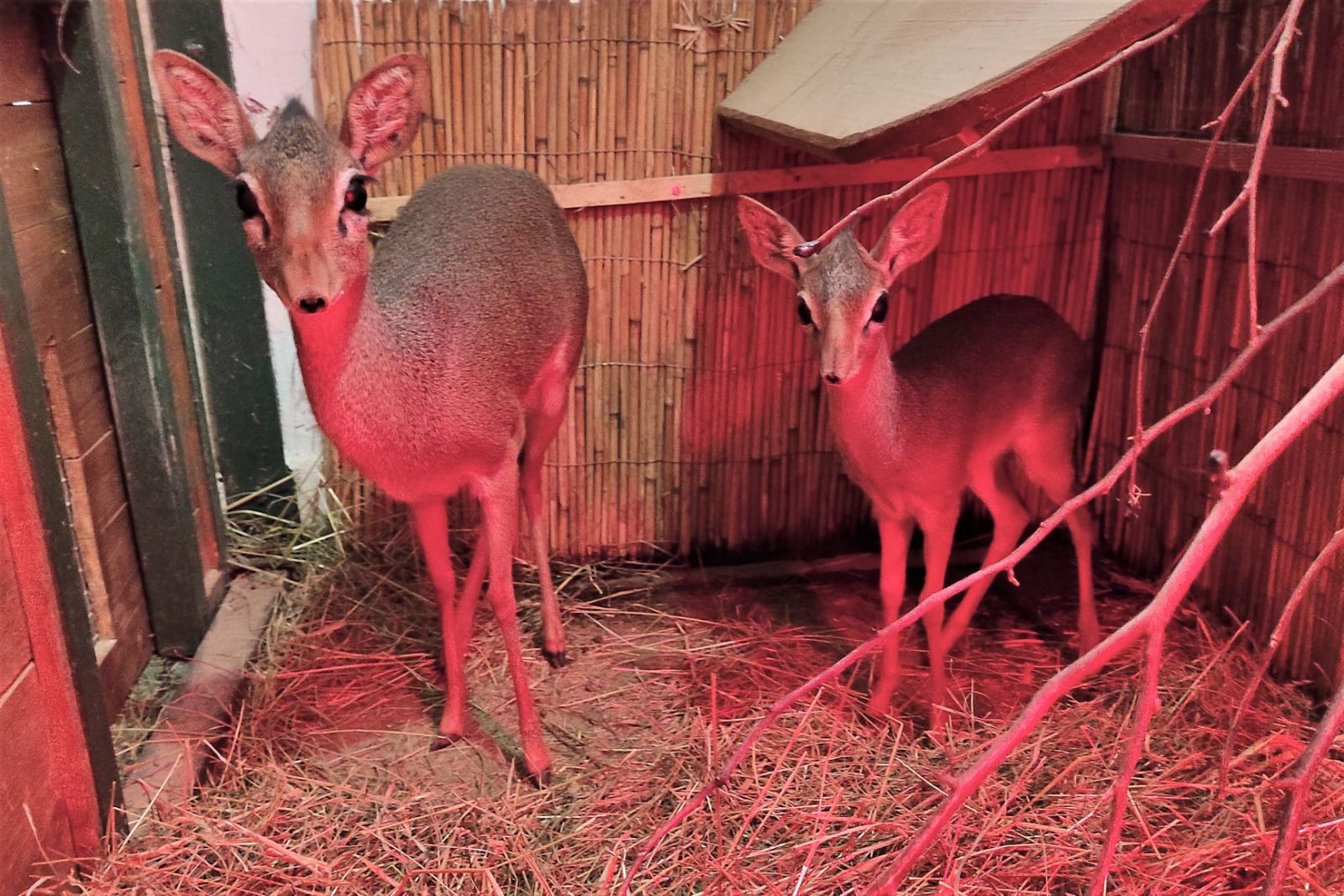 Národná zoo Bojnice sa teší z nového prírastku. Narodil sa samec dikdika Kirkovho