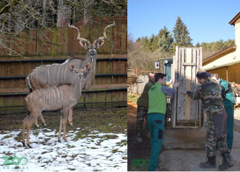 SAMICA KUDU VEĽKÉHO ODIŠLA DO FRANCÚZSKA