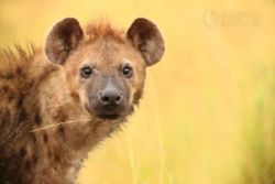 hyena skvrnita