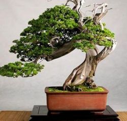 bonsai nitra