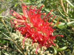 grevillea