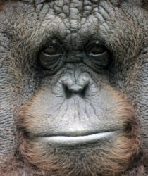 orangutan