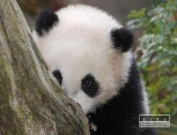 mala panda yun zi
