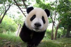 panda