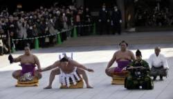 sumo