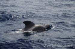 delfin dlhoplutvy