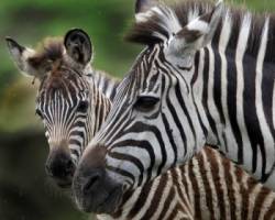 zebra zoo zviera