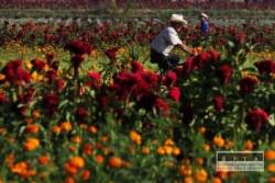 mexicania zacali s pripravou kvetov n