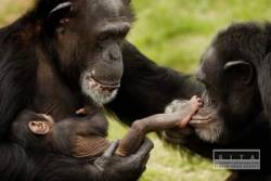 simpanz opica