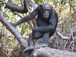 simpanzy bonobo