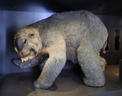 vombat diprotodon optatum