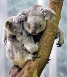 koala