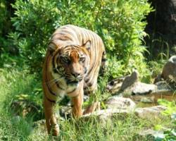 panthera tigris sumatrae