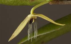 bulbophyllum nocturnum