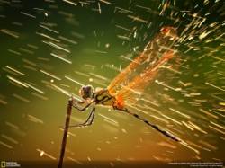 national geographic photo contest 2011