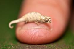 brookesia
