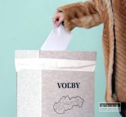 volby