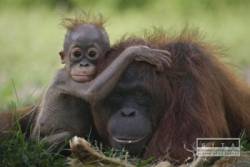 orangutan opica