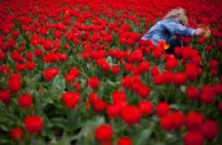 holandsko dieta kvety tulipan