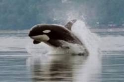 orcinus orca