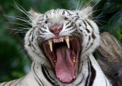 biely bengalsky tiger zo zoo v bangkoku