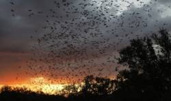 miliony netopierov v texase