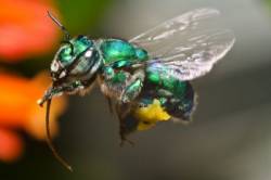 euglossa bazinga