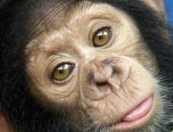 pohlad simpanza ooh ouu