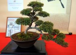 bonsai slovakia 2013