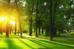 slnko leto strom park